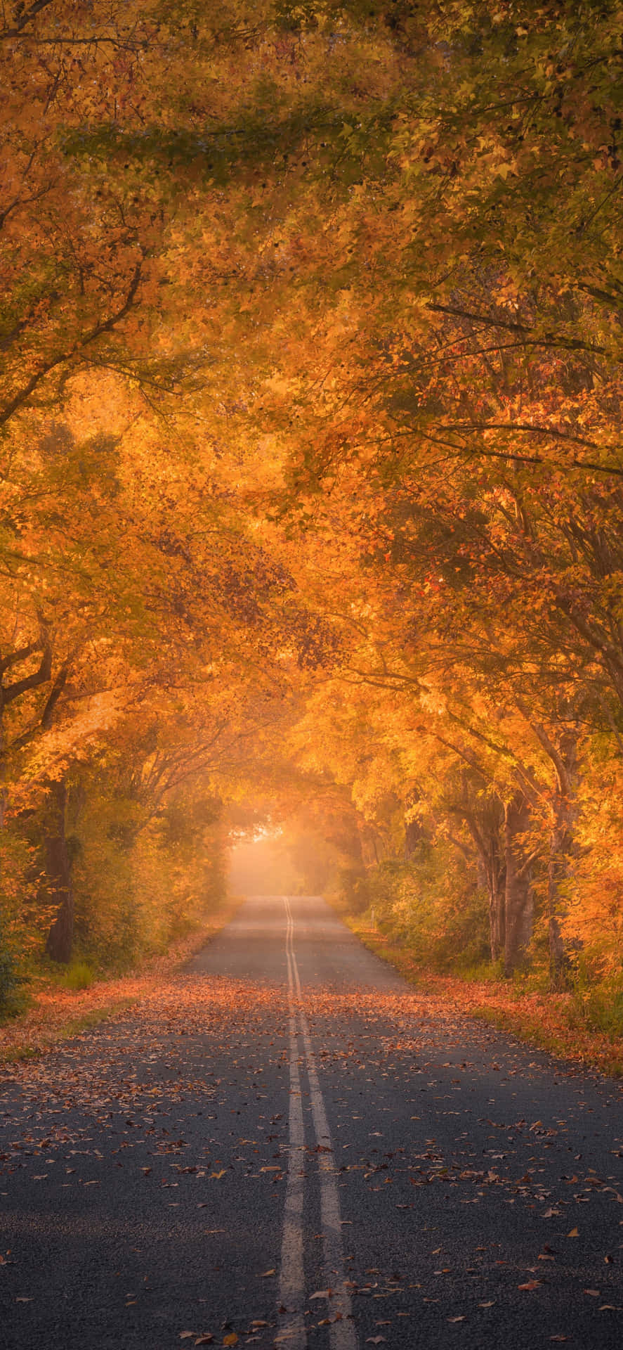 Appreciate Nature's Fall Foliage with an Iphone 6 Plus Wallpaper