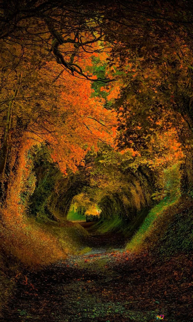 Autumn Iphone 6 Plus With A Tree Tunnel Wallpaper