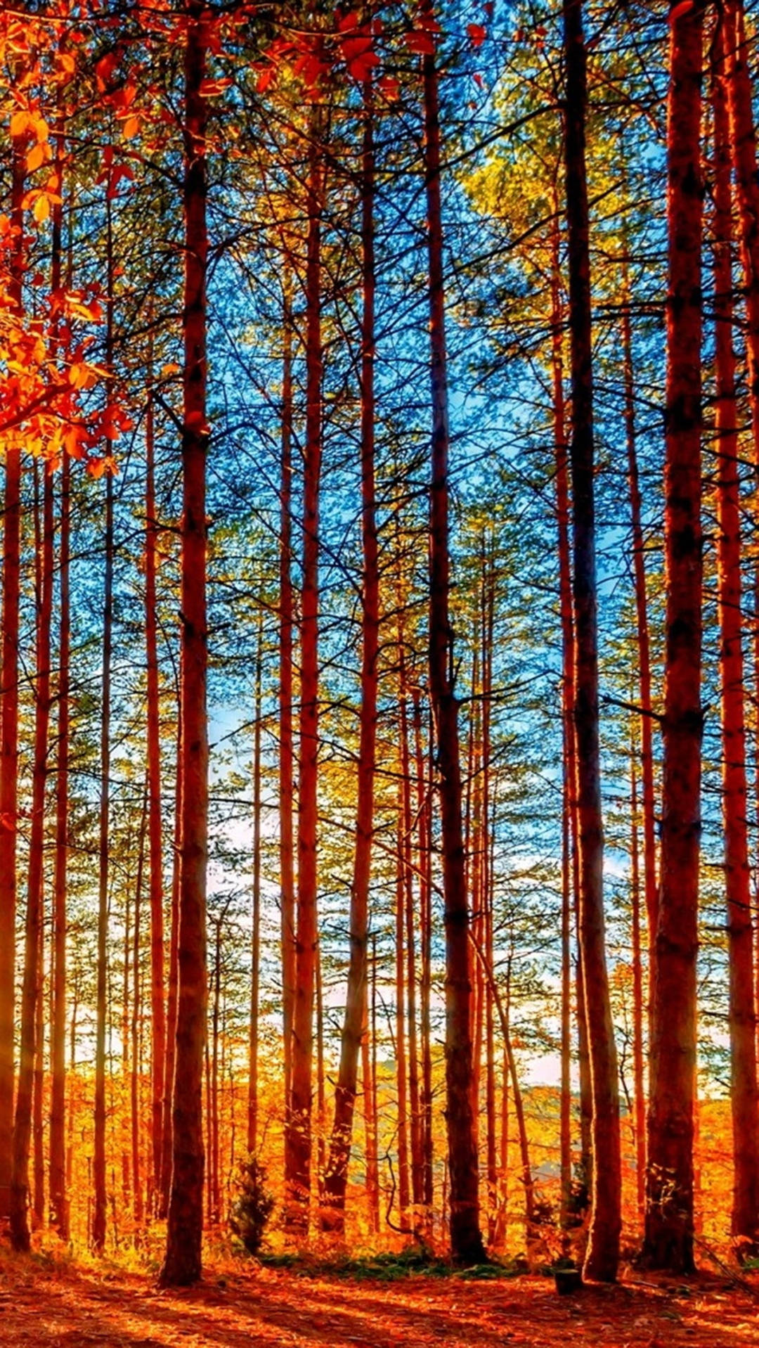 Autumn Iphone Birch Trees Forest