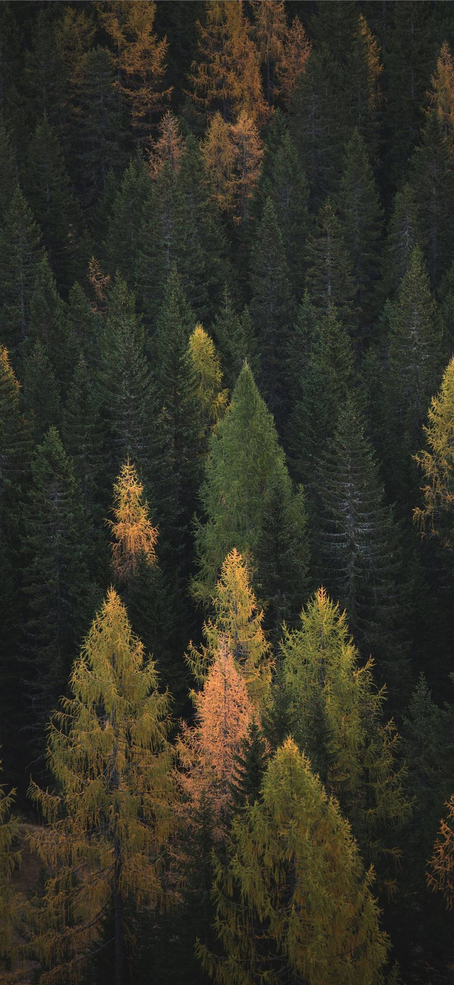 Autumn Iphone Dolomites Forest