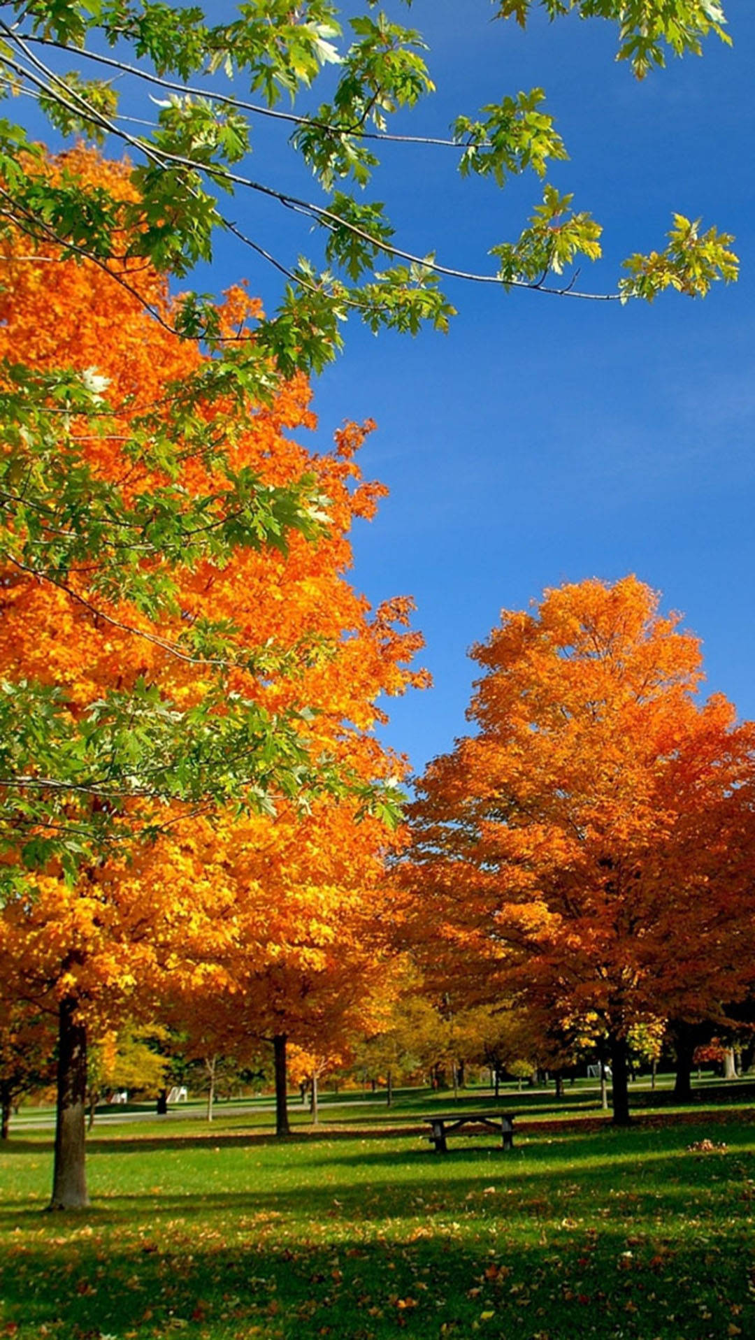 Autumn Iphone England Orange Sugar Maple Wallpaper