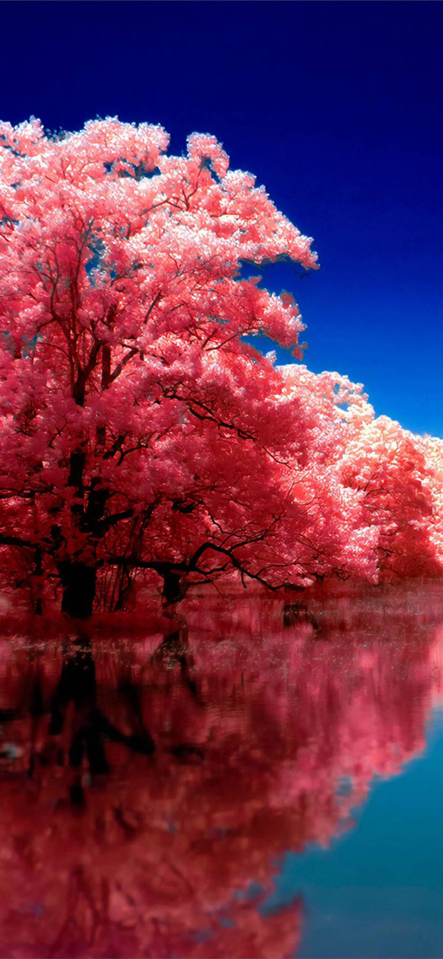 Autumn Iphone Pink Cherry Blossoms Reflection Wallpaper