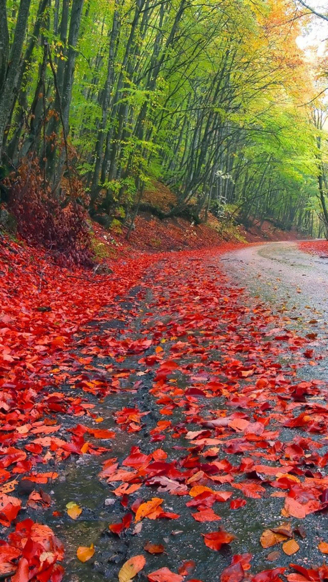 Autumn Iphone Rainy Forest Red Foliage Wallpaper