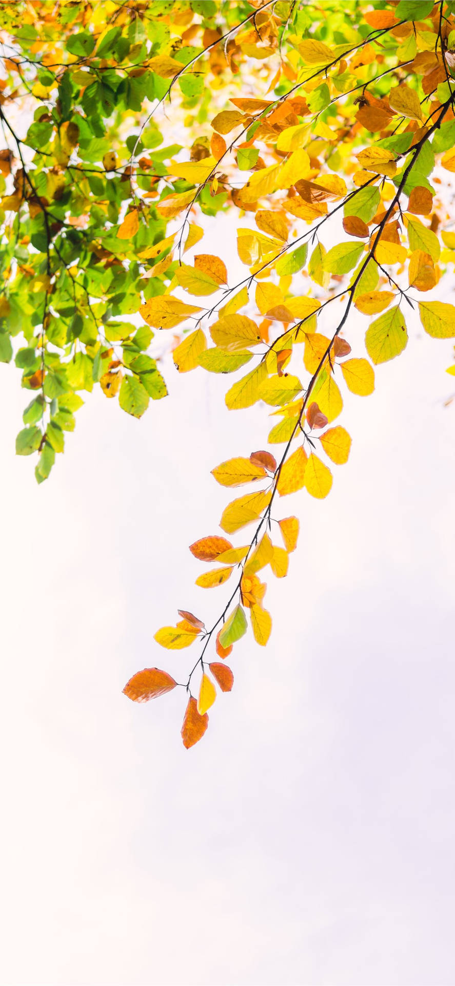 Autumn Iphone Yellow And Green Foliage Wallpaper