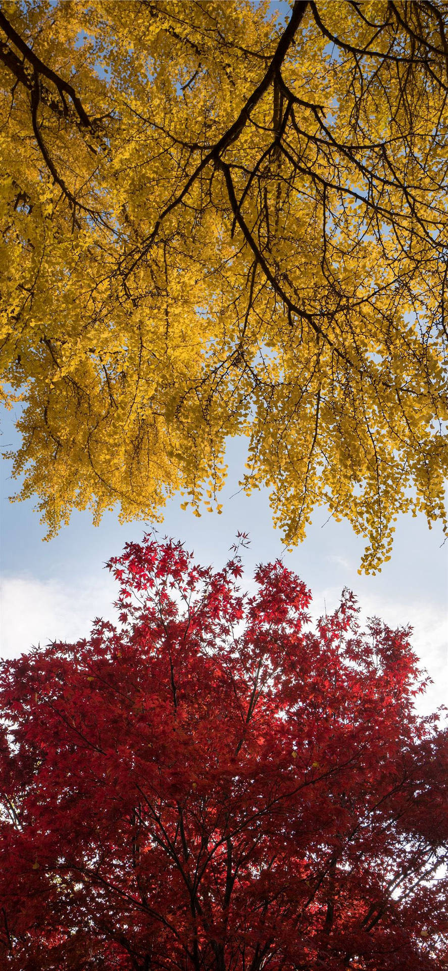 Autumn Iphone Yellow And Red Maple Wallpaper