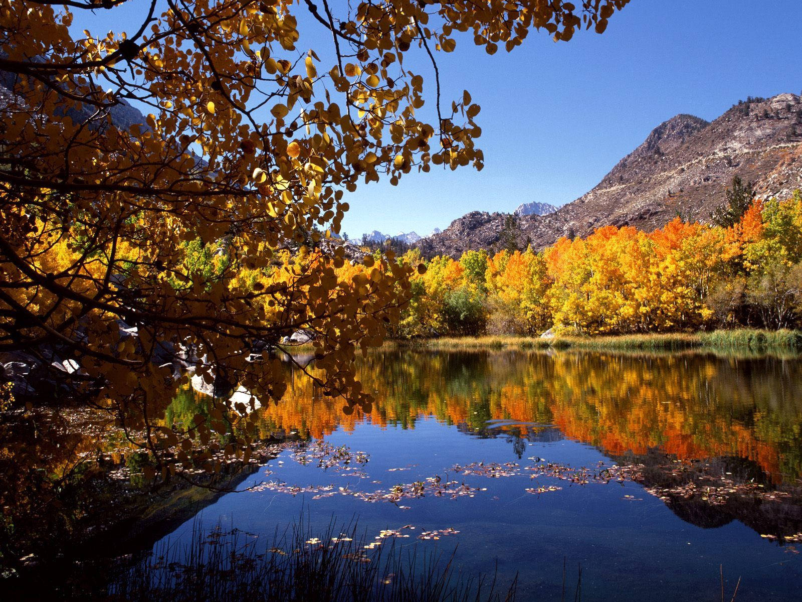 Autumn Lake And Colorful Trees