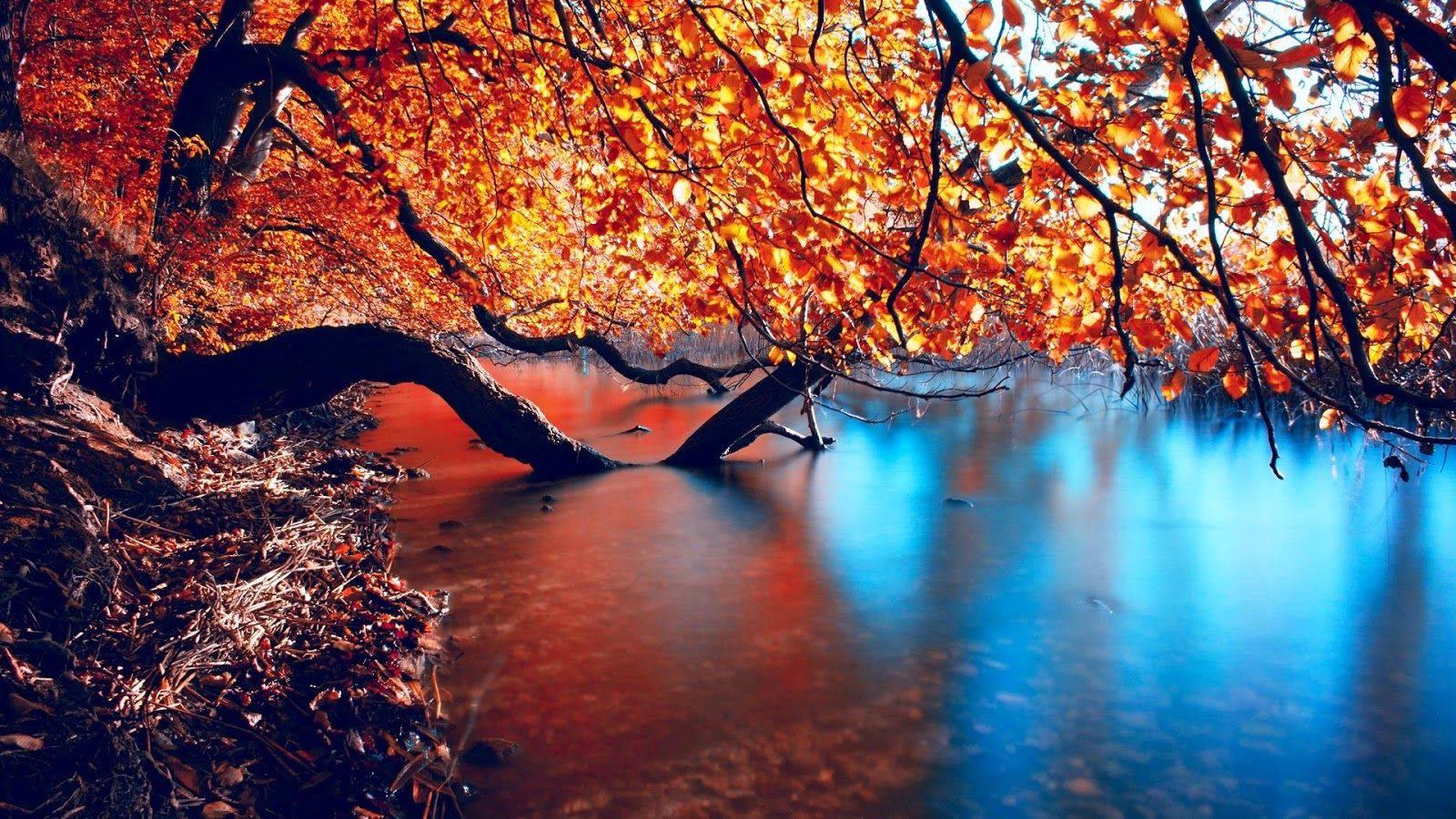 Wide lake with big branch of red tree on water during autumn season.