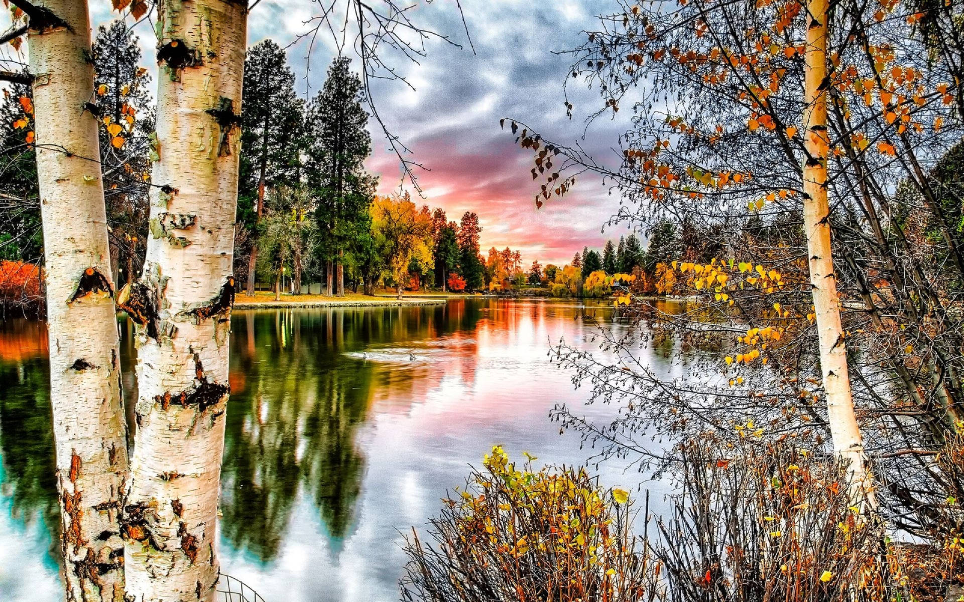 Bosquede Árboles De Abedul En Otoño Junto Al Lago. Fondo de pantalla