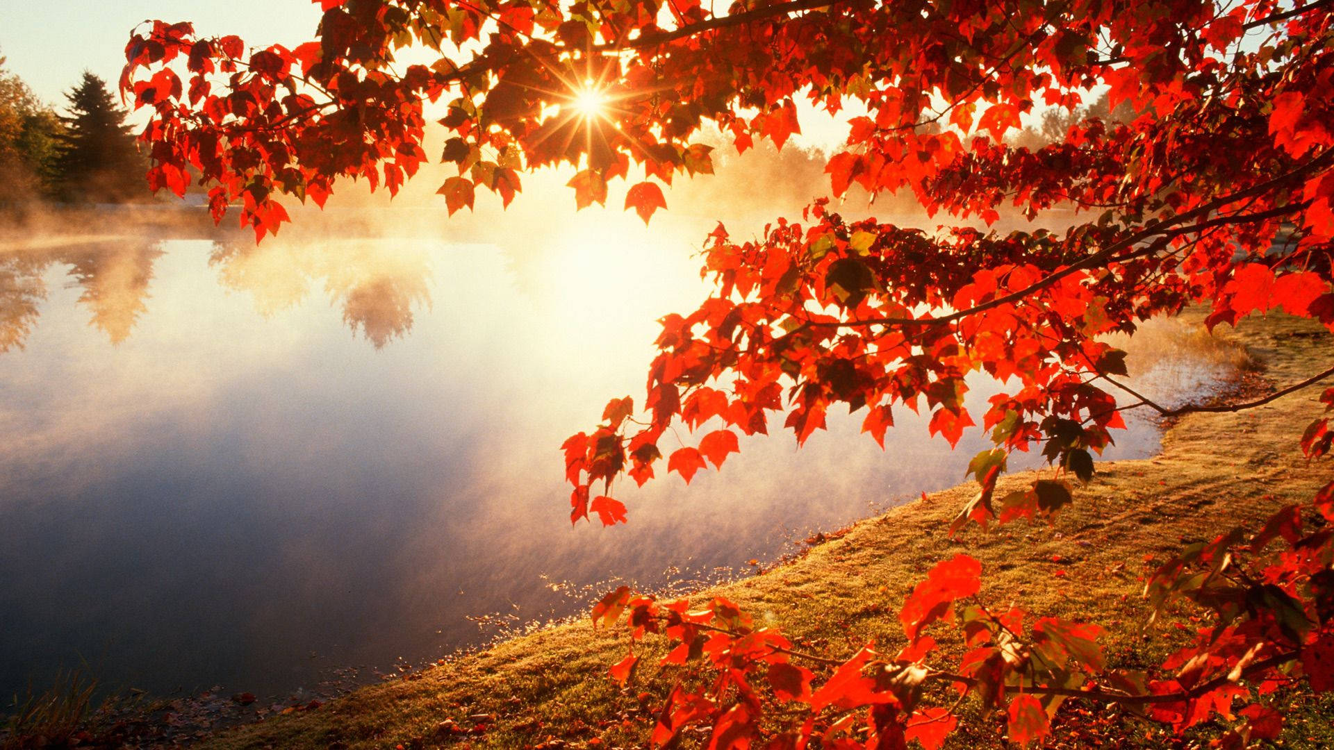 Autumn Landscape With Red Maple Leaves Wallpaper