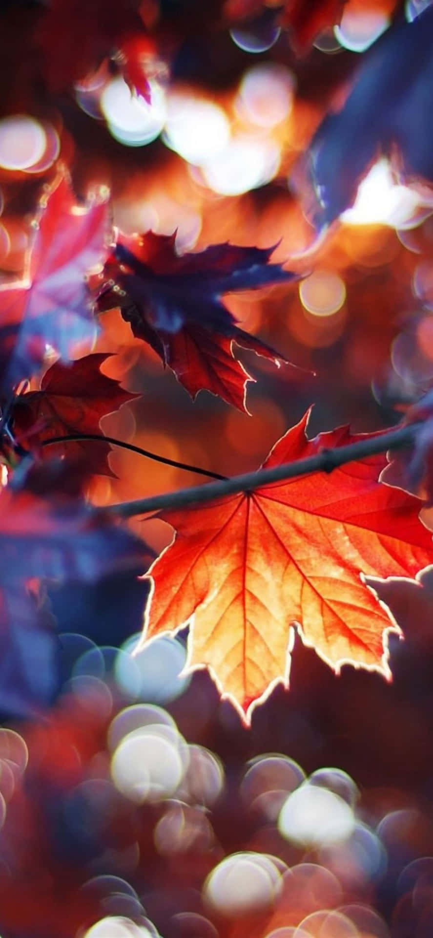 Image  A Bright Red and Orange Autumn Leaf Wallpaper