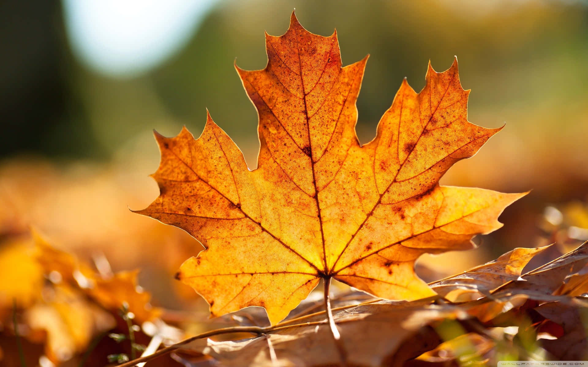 Image  A Bright Orange Autumn Leaf Against a Clear Blue Sky Wallpaper