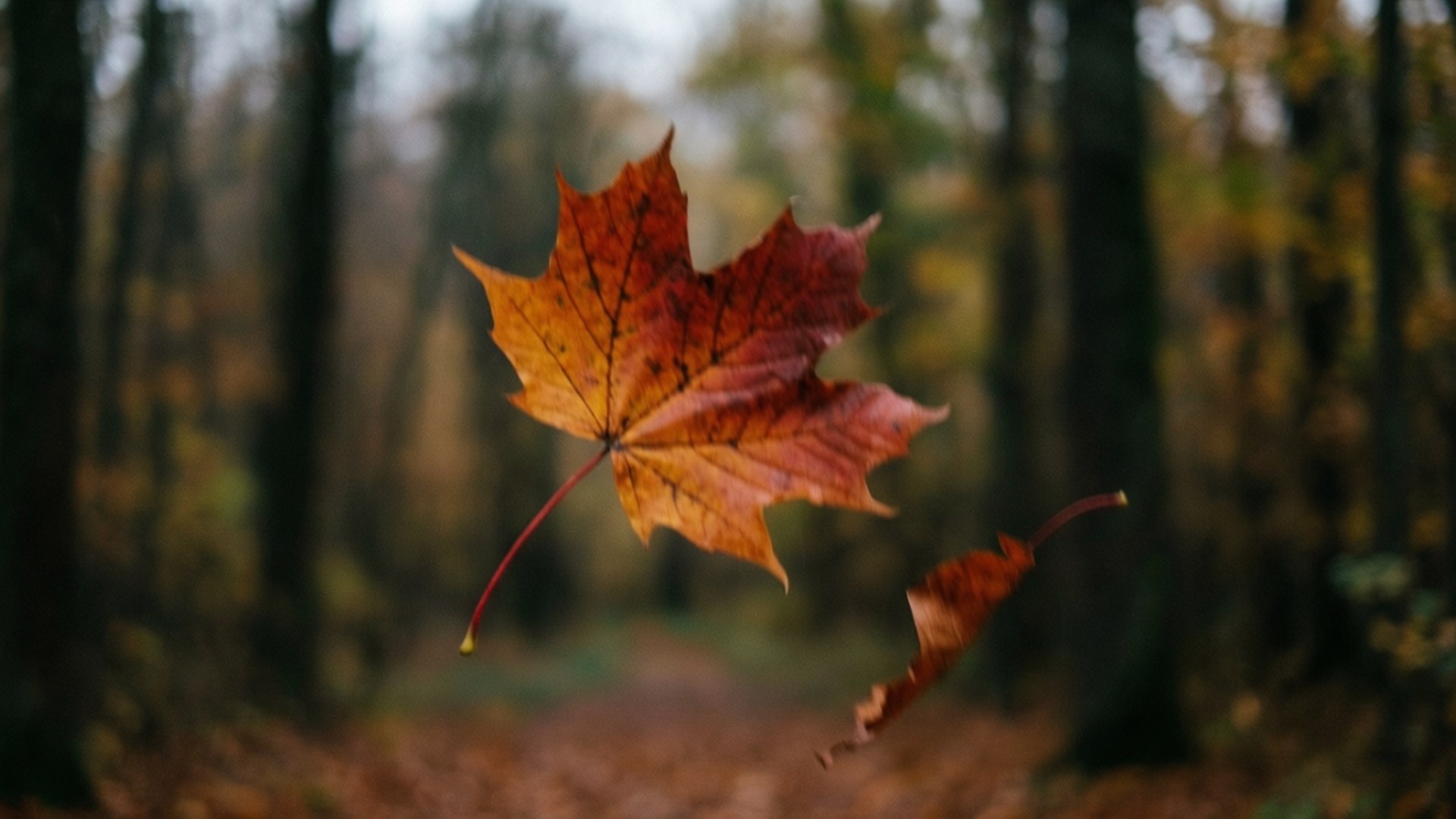 Foglia d'acero che cade nella foresta