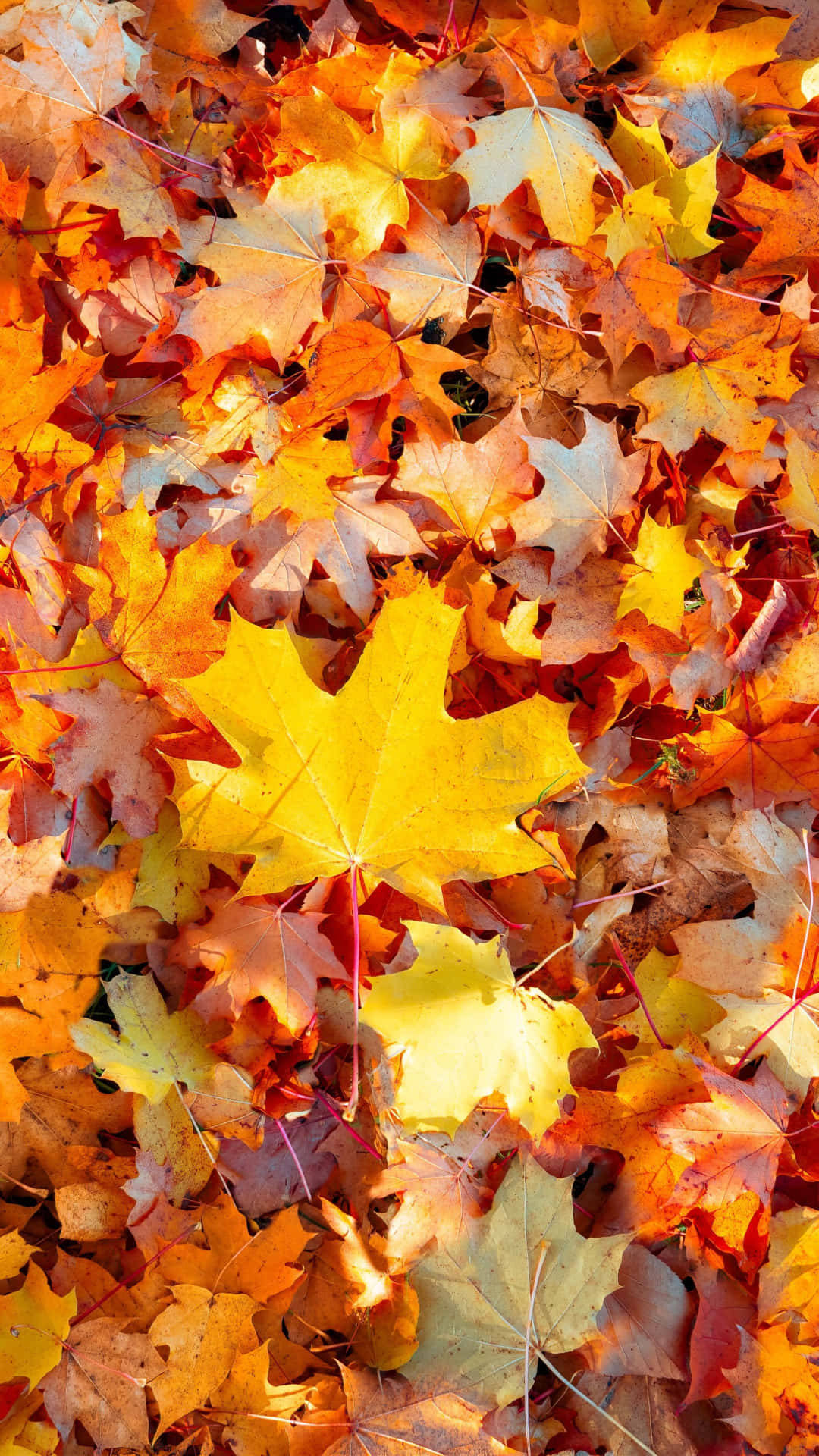 Colorful Autumn Leaf Wallpaper