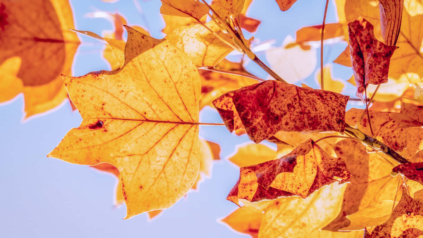 Nature's canvas comes alive in Autumn Wallpaper