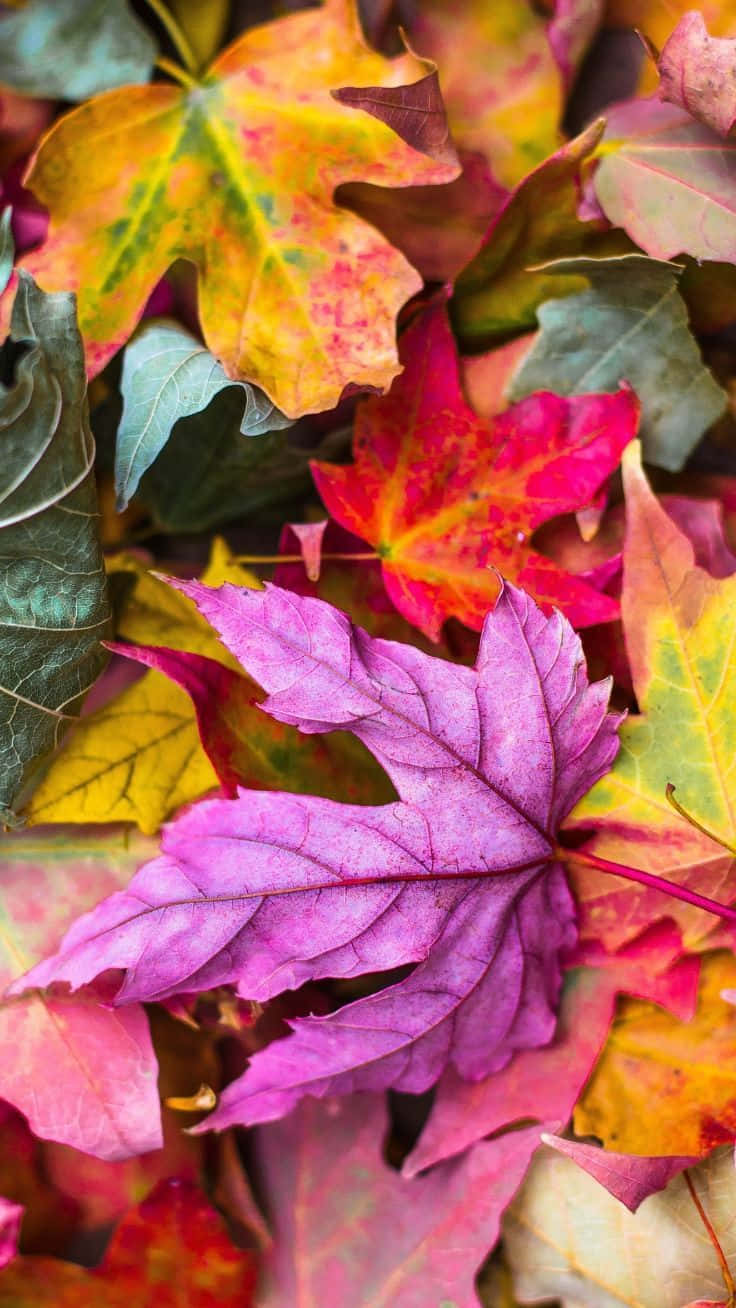 Enjoying the Autumn with a beautiful single leaf Wallpaper