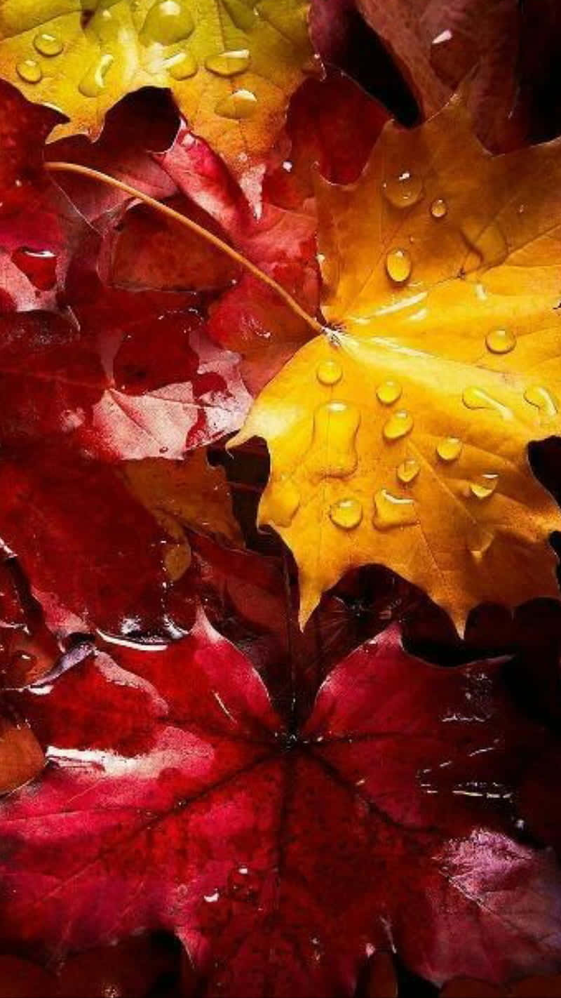 Download Autumn Leaves With Water Droplets On Them Wallpaper ...