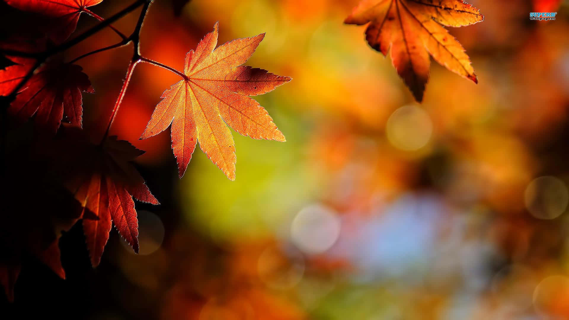 En pude af faldne efterårsblade, solbefængt med varme og lys Wallpaper