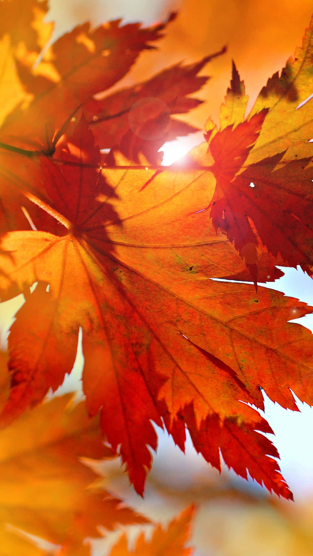 A vibrant orange Autumn Leaf against a rich blue sky Wallpaper