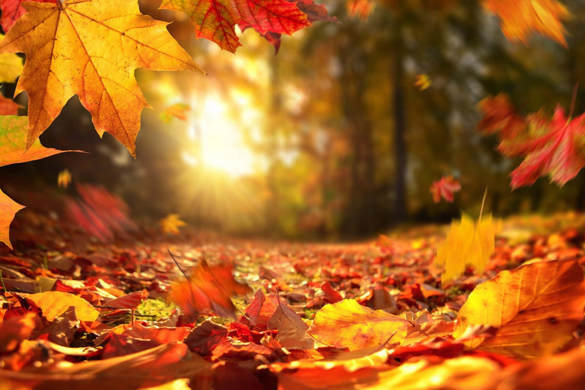 A vibrant autumn leaf in full display. Wallpaper
