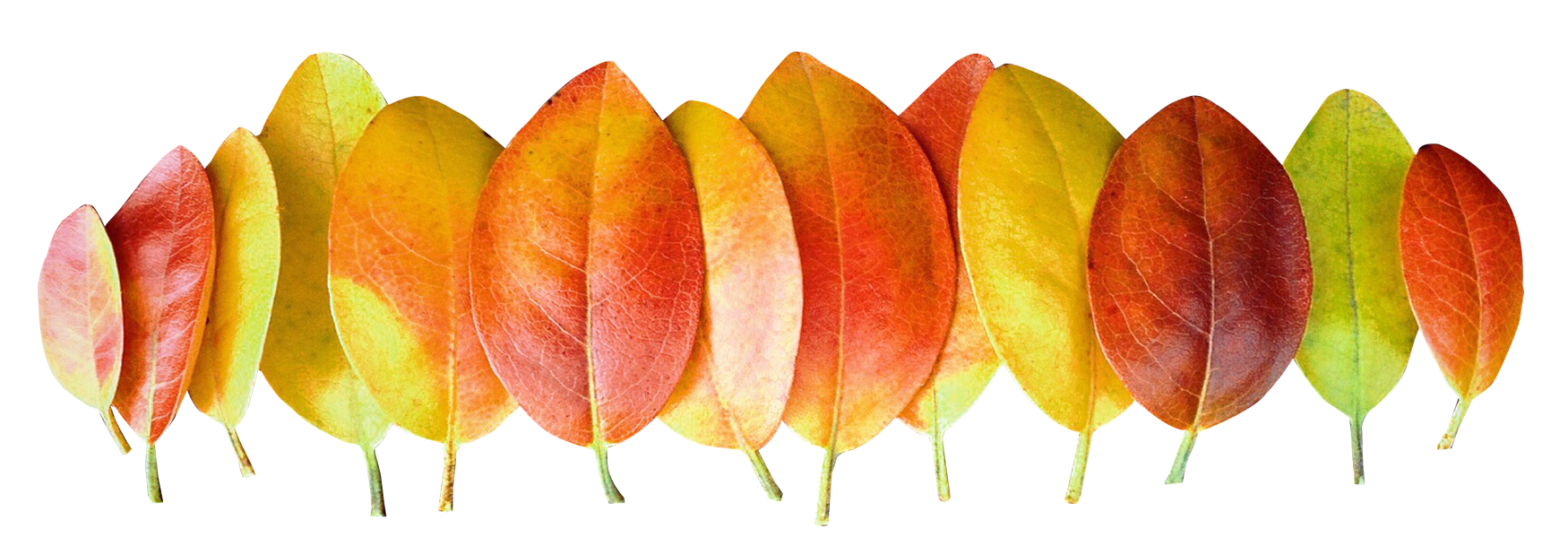 Autumn Leaf Color Gradient.png PNG