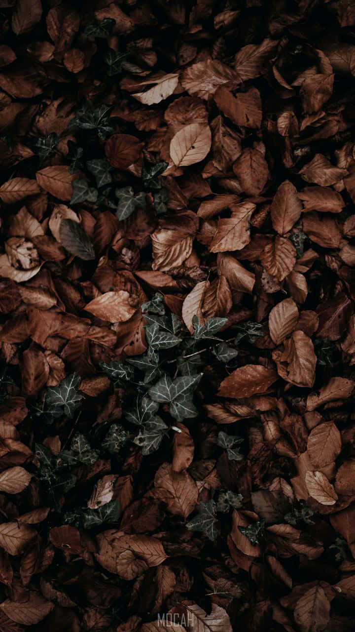 En smuk rød efterårsbladsmønster. Wallpaper
