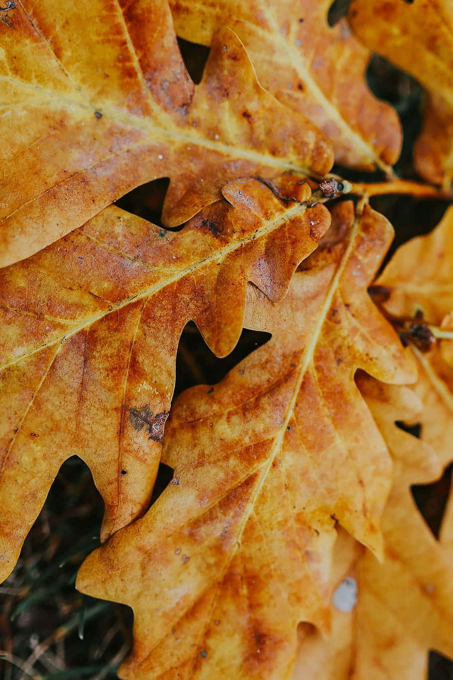 Celebrate the Vibrant Colors of Fall with an Autumn Leaf. Wallpaper