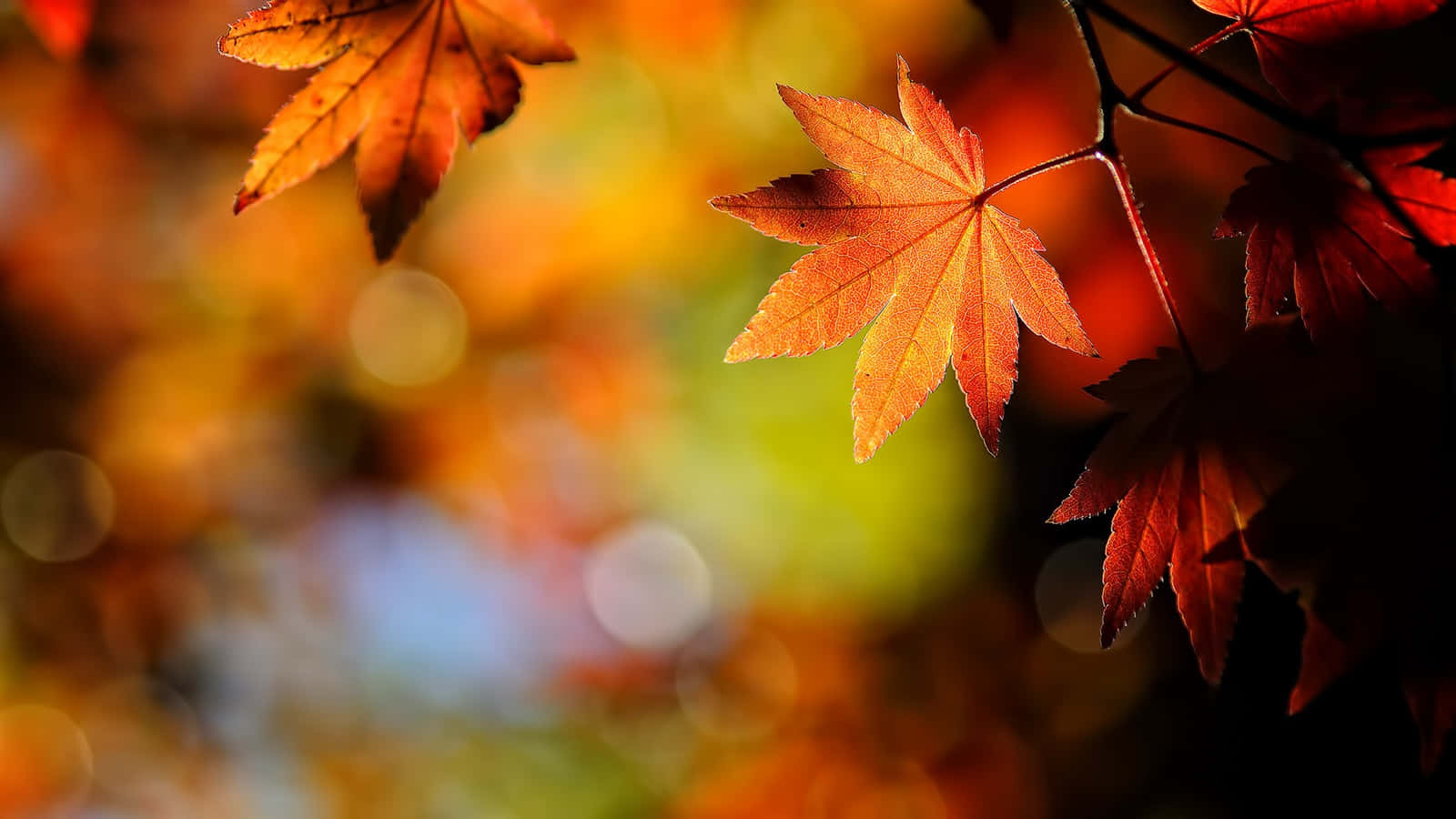 A beautiful Red Autumn Leaf against a crisp blue sky Wallpaper
