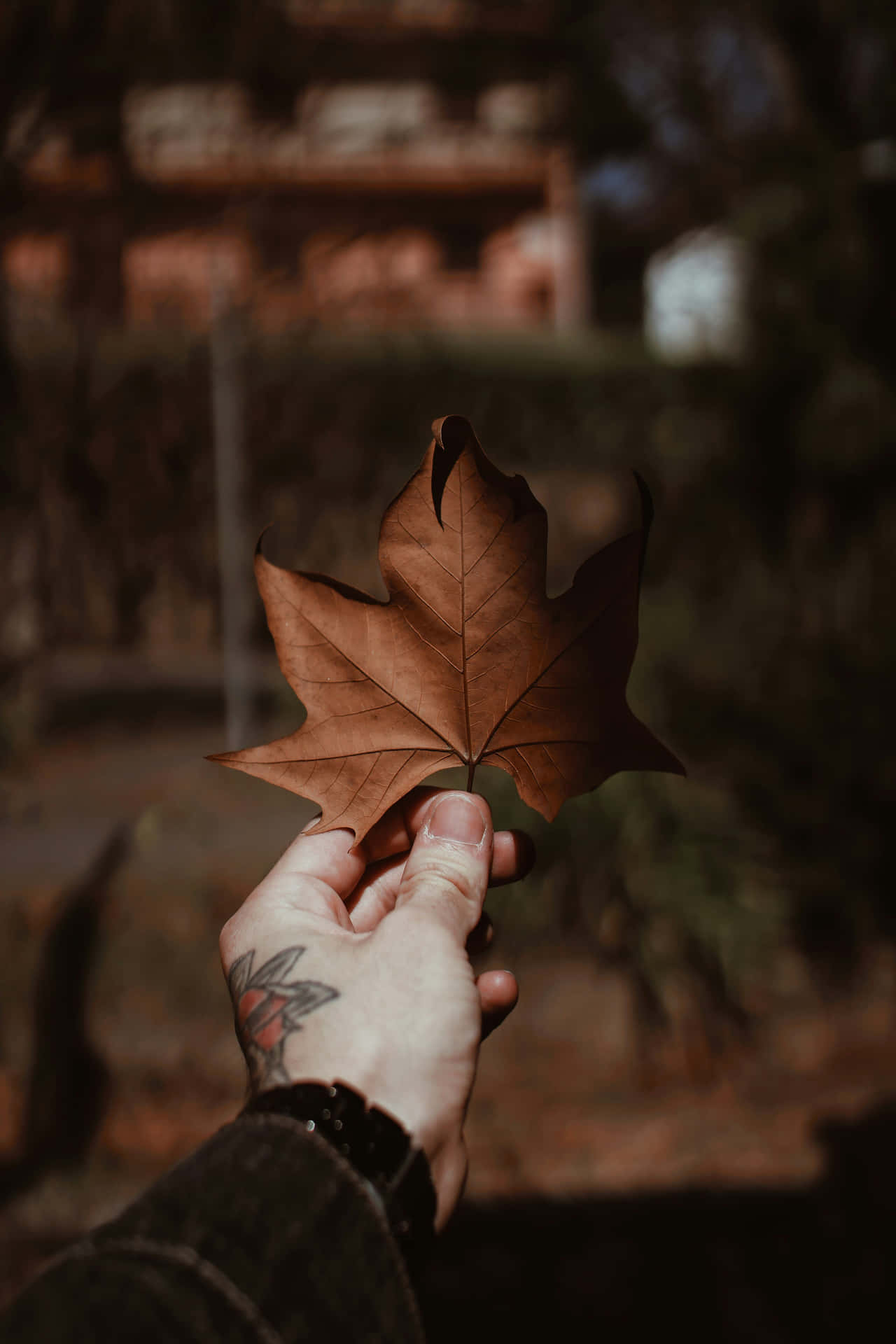 Autumn_ Leaf_in_ Hand.jpg Wallpaper