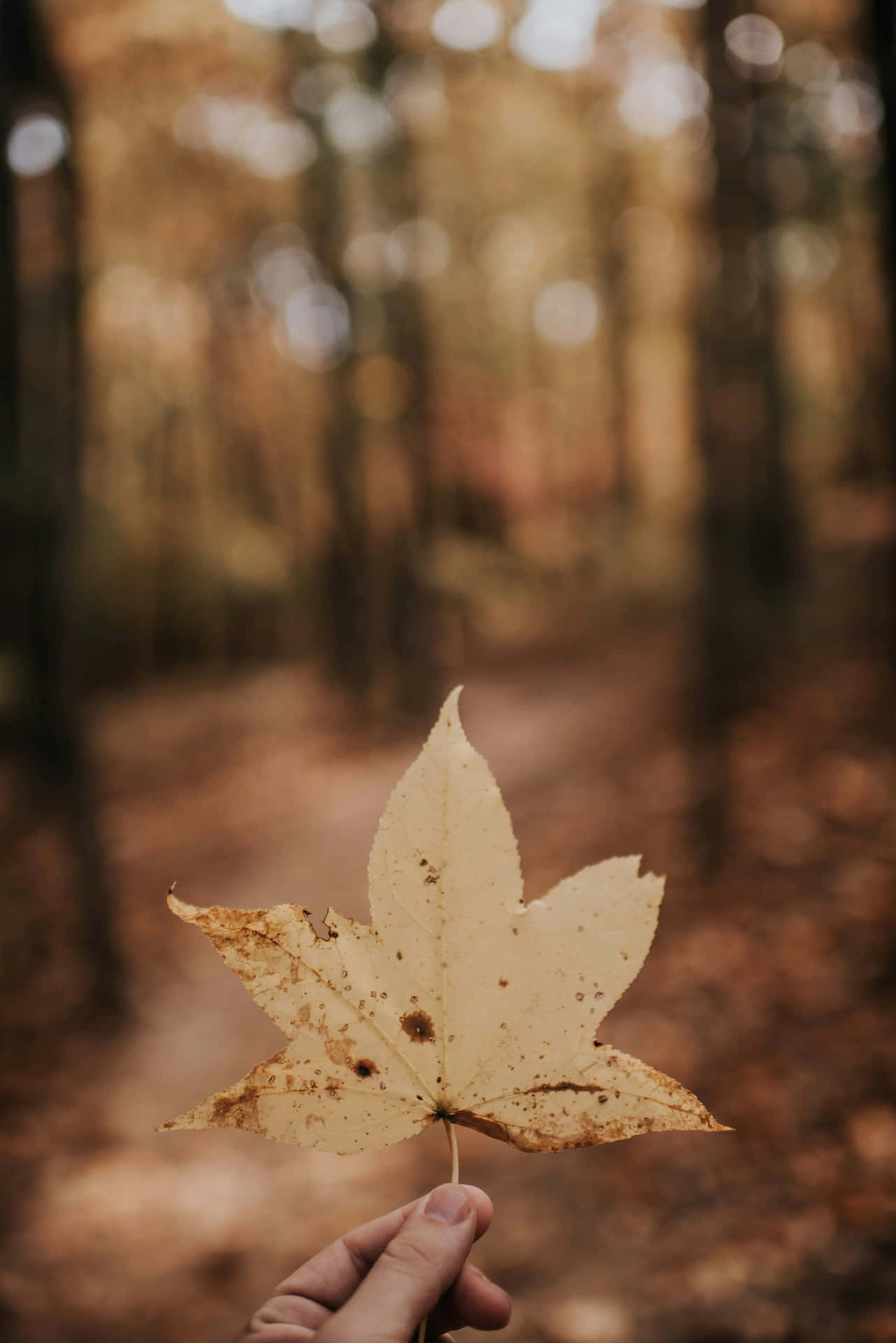 Autumn Leaf In Hand.jpg Wallpaper