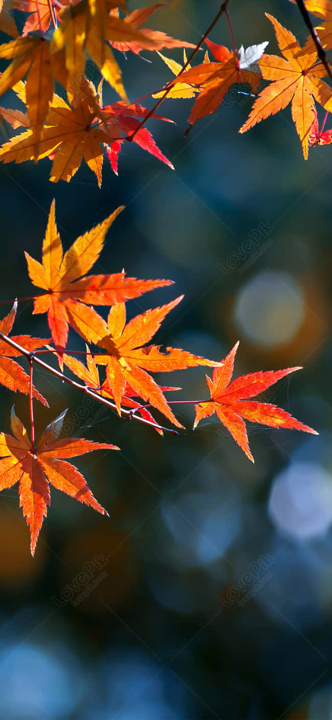 A single leaf changes to its autumn colors as the season progresses. Wallpaper