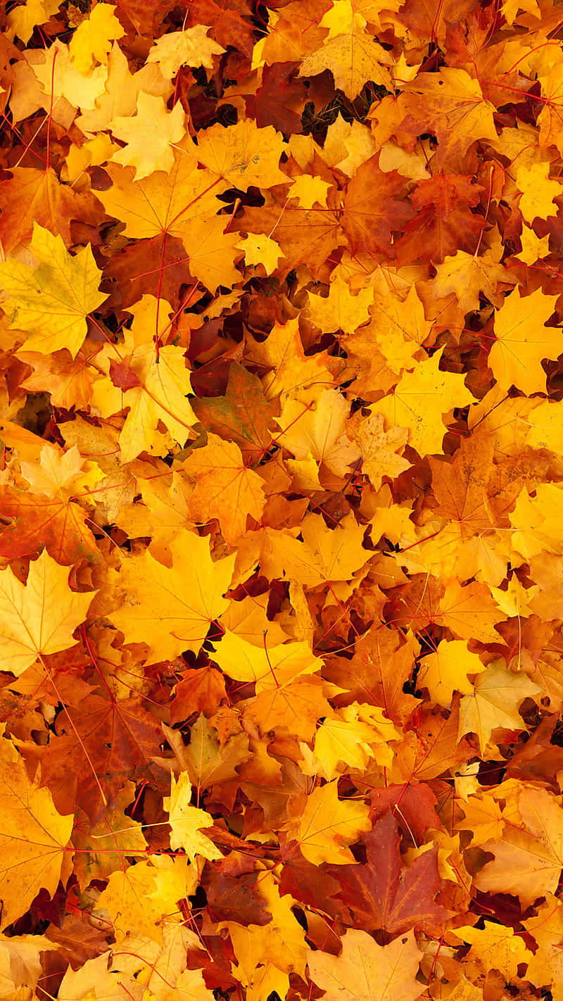 Et enkelt livlige efterår blad fanger de sidste stråler af den sænkende sol! Wallpaper