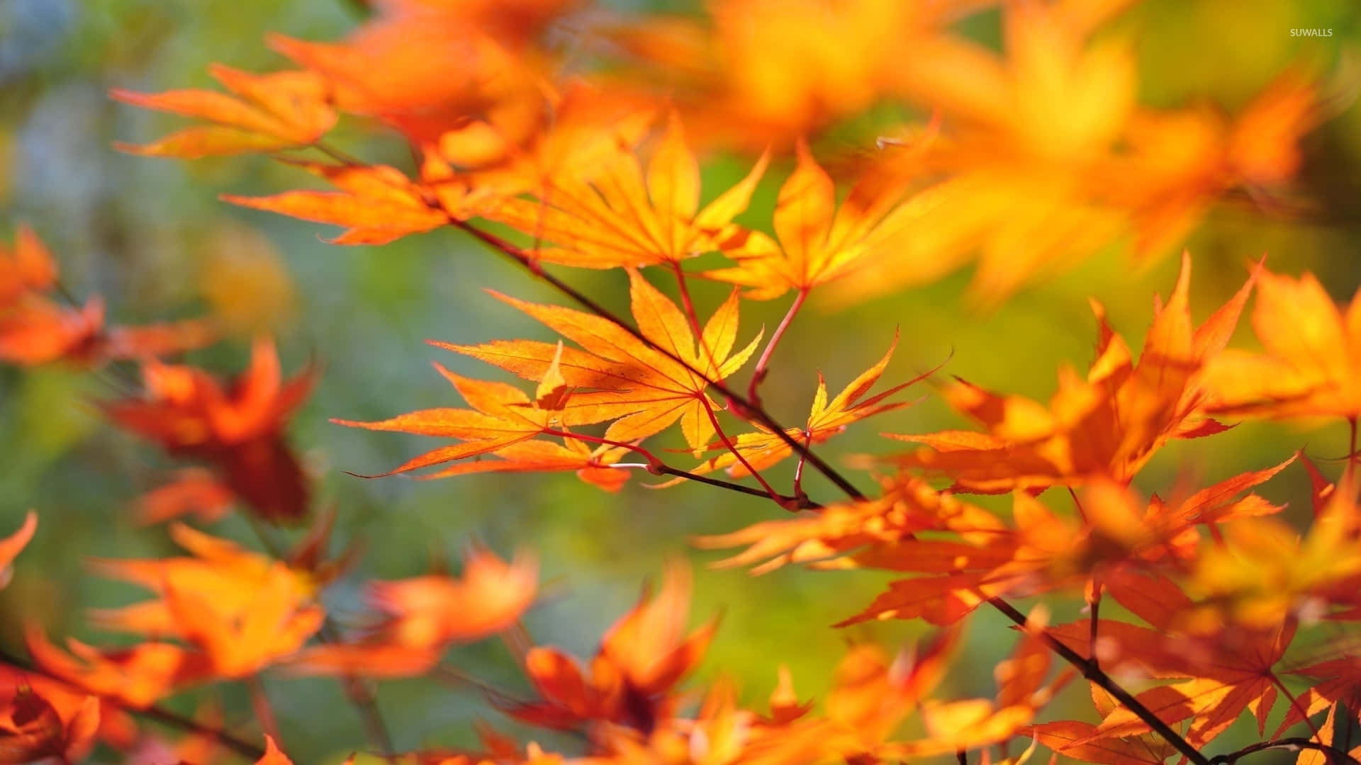A picture of a single orange and yellow autumn leaf. Wallpaper