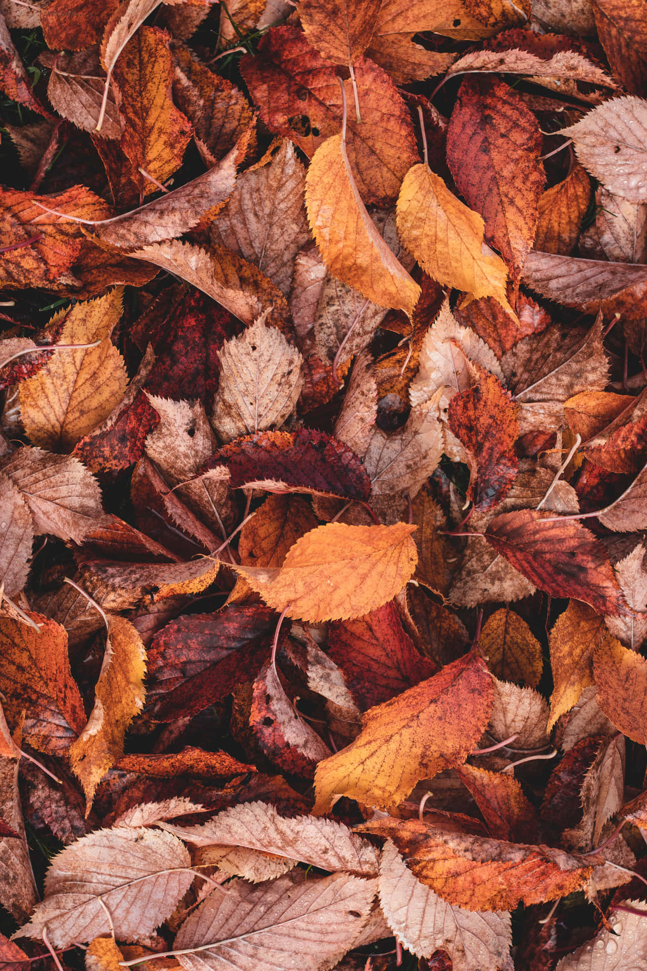 A beautiful array of red and yellow leaves - signs of Autumn Wallpaper