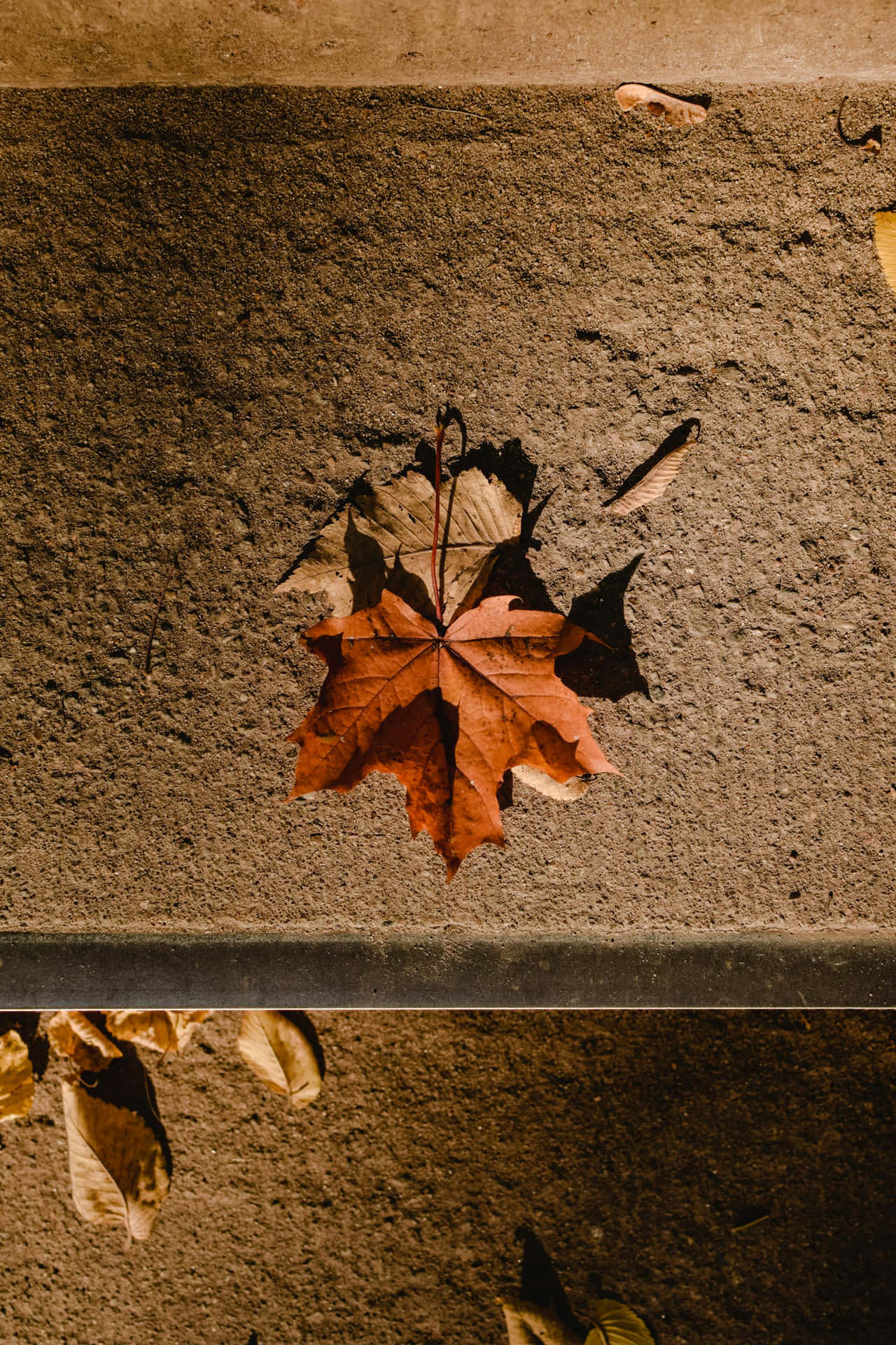 Autumn Leaf On Concrete Wallpaper