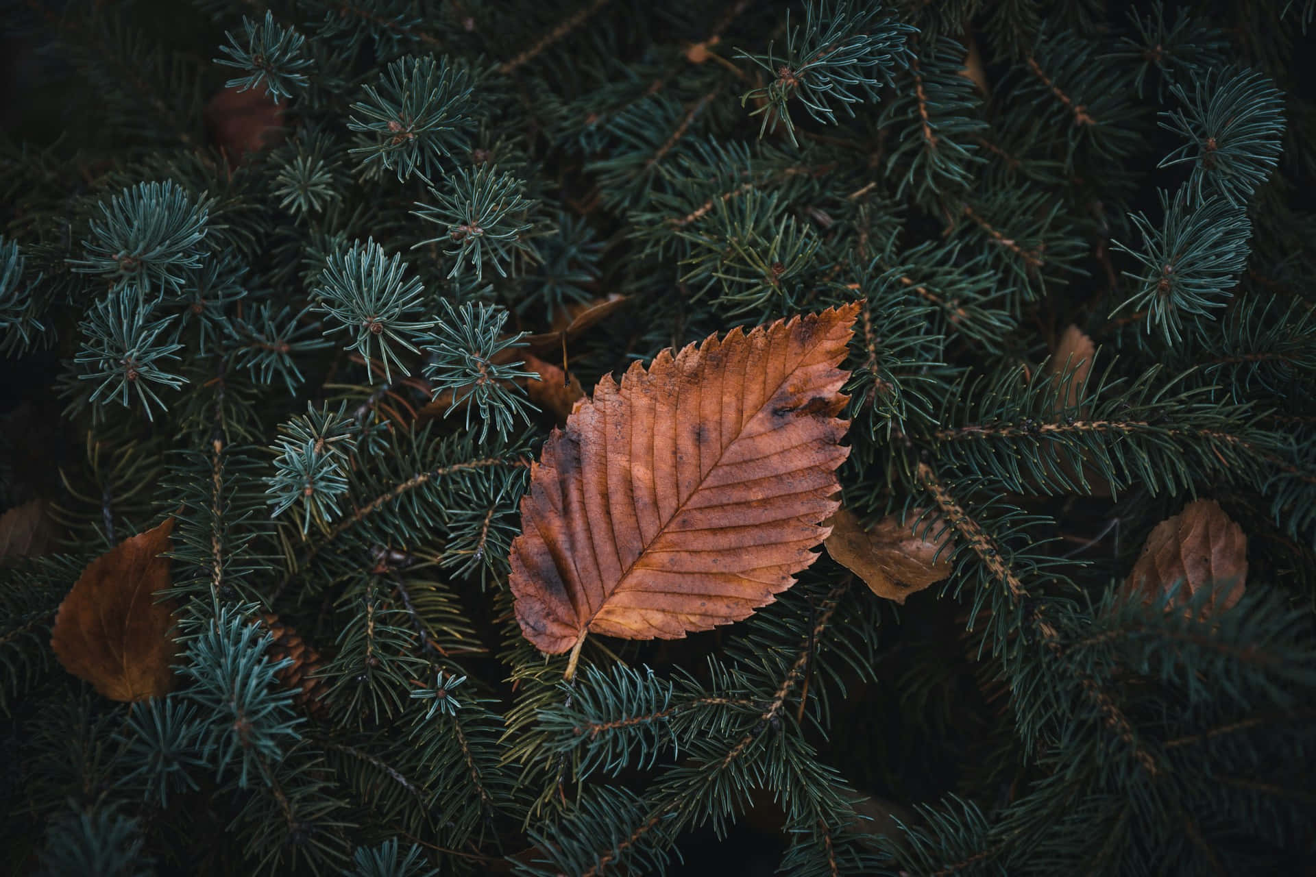 Feuille D'automne Sur Fond De Sapin.jpg Fond d'écran