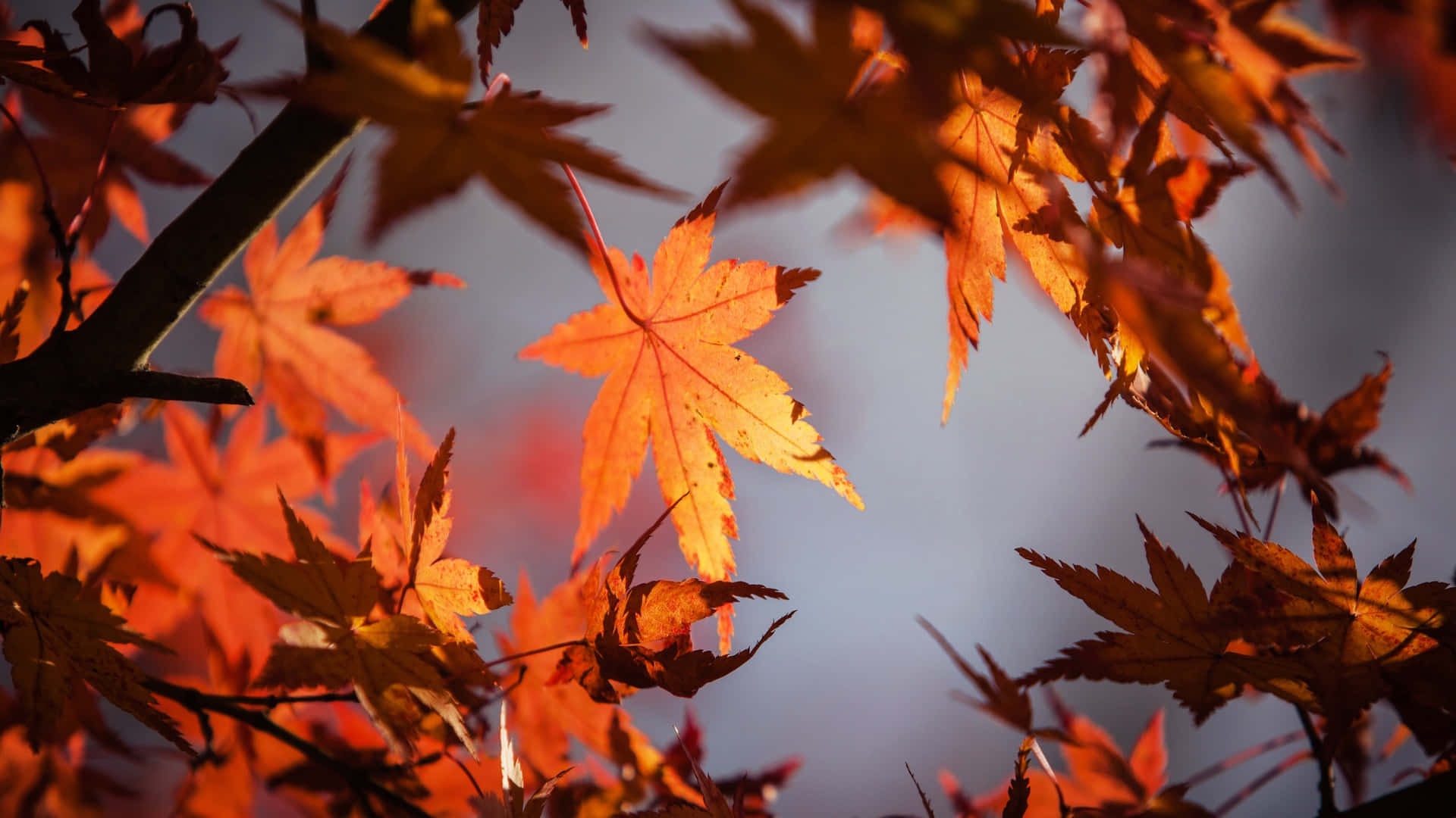 Autumn Leaves In The Sunlight Wallpaper