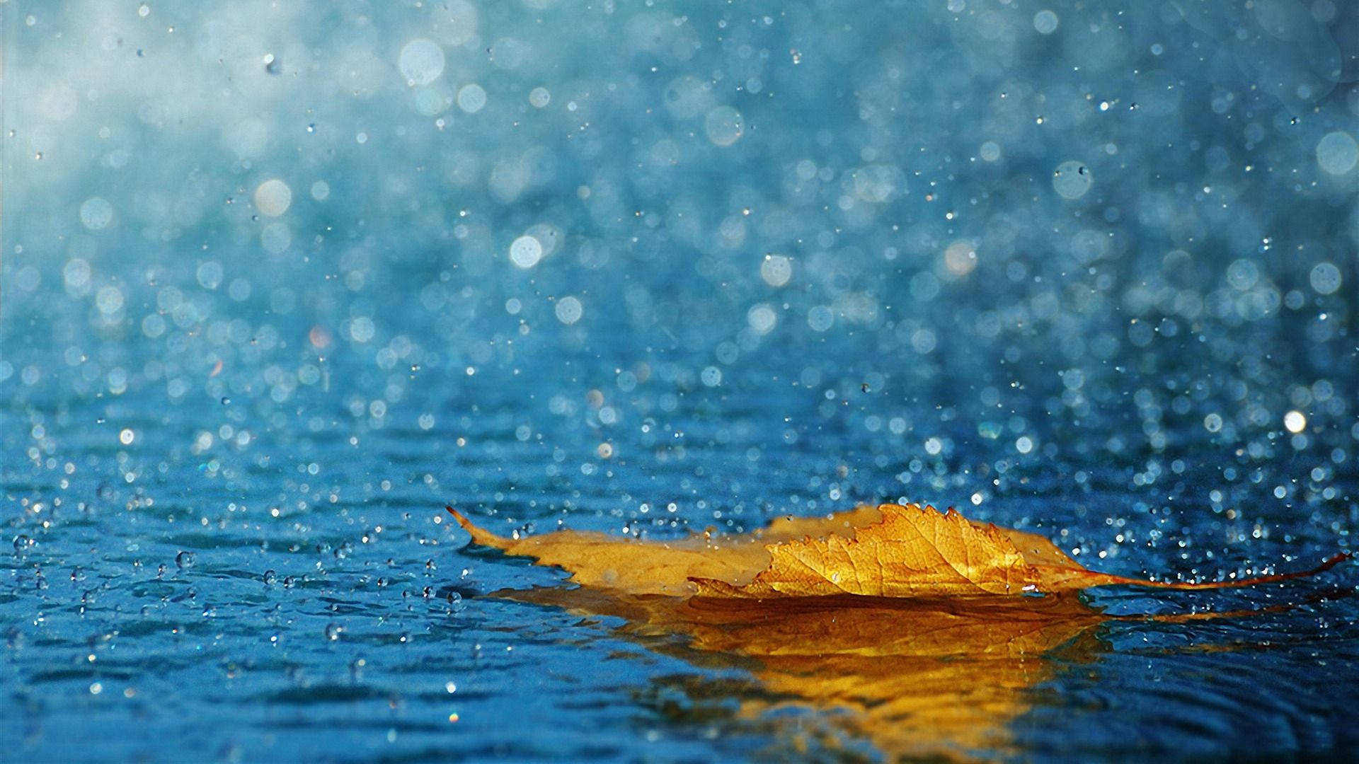 Autumn leave during rainy days desktop wallpaper. 