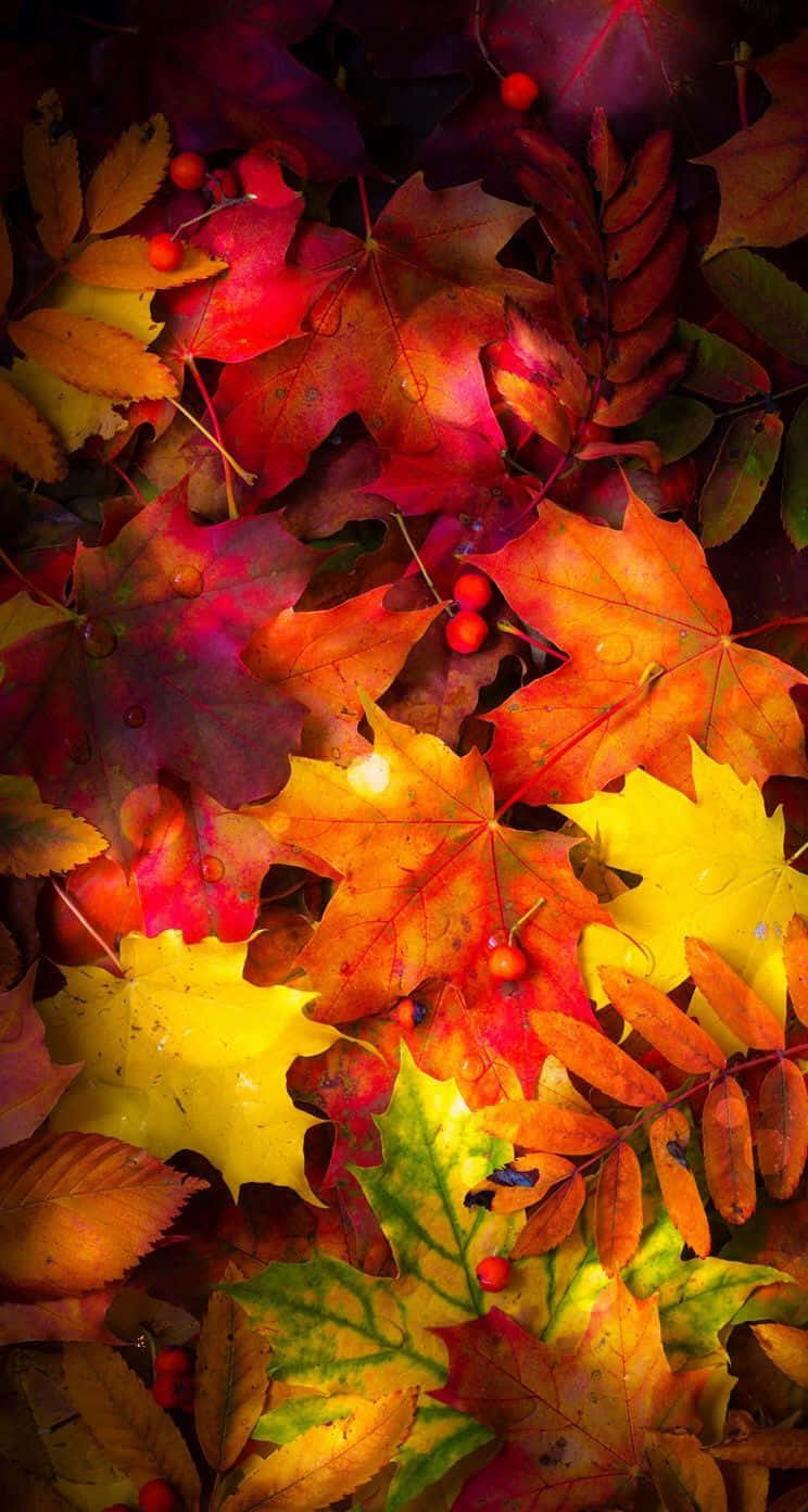 Unavibrante Foglia D'autunno Aggiunge Un Tocco Di Colore Vibrante Alla Stagione Sfondo