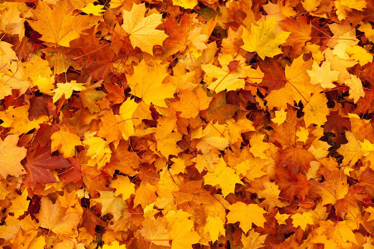 A bright yellow-gold autumn leaf on a warm autumn day. Wallpaper