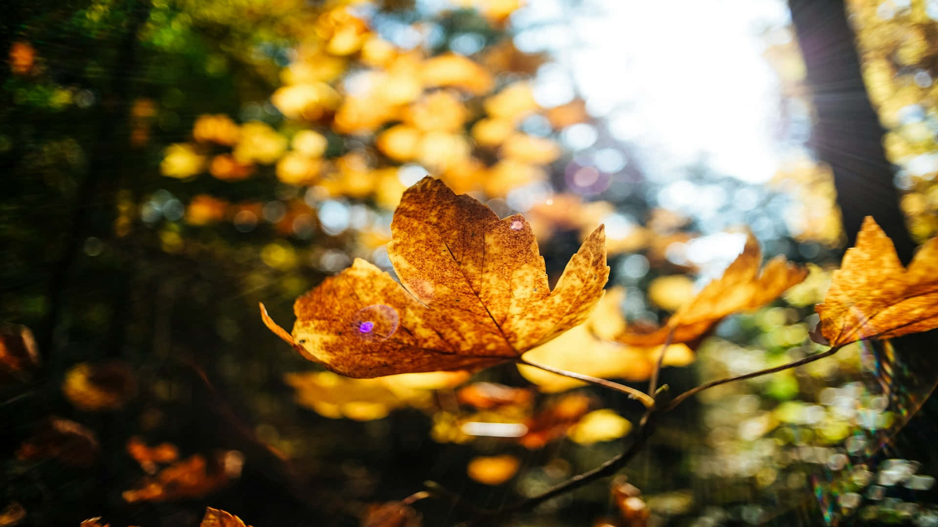 Autumn Leaf Sunlight Glow.jpg Wallpaper