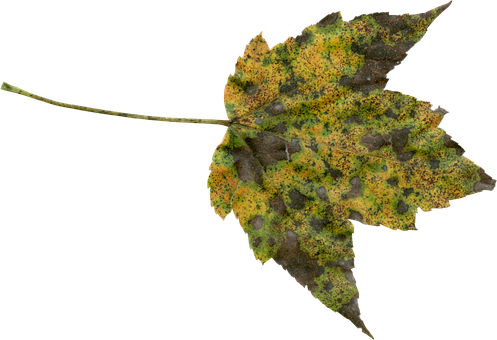Autumn Leaf Texture PNG