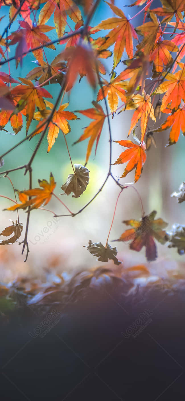 Efteråret løv i skoven Wallpaper
