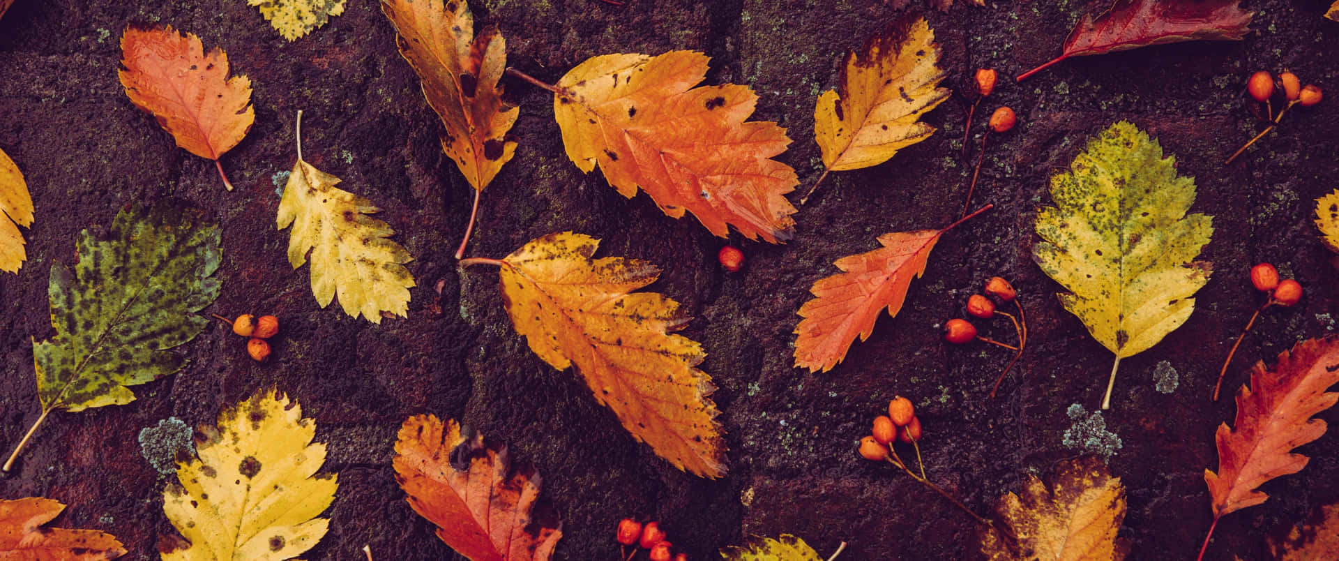 En smuk efterårsblad falmer væk ~ Wallpaper