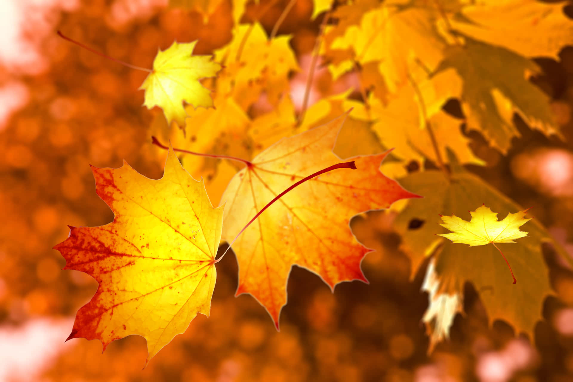 "A vibrant autumn leaf on a sunny day" Wallpaper