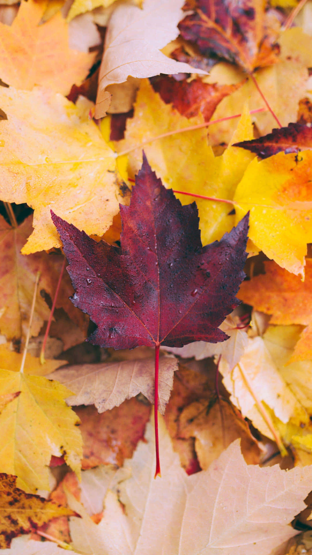 Variationer i rød, rust, brændtorange og gul gør dette efterårsblad til et smukt syn at se på. Wallpaper