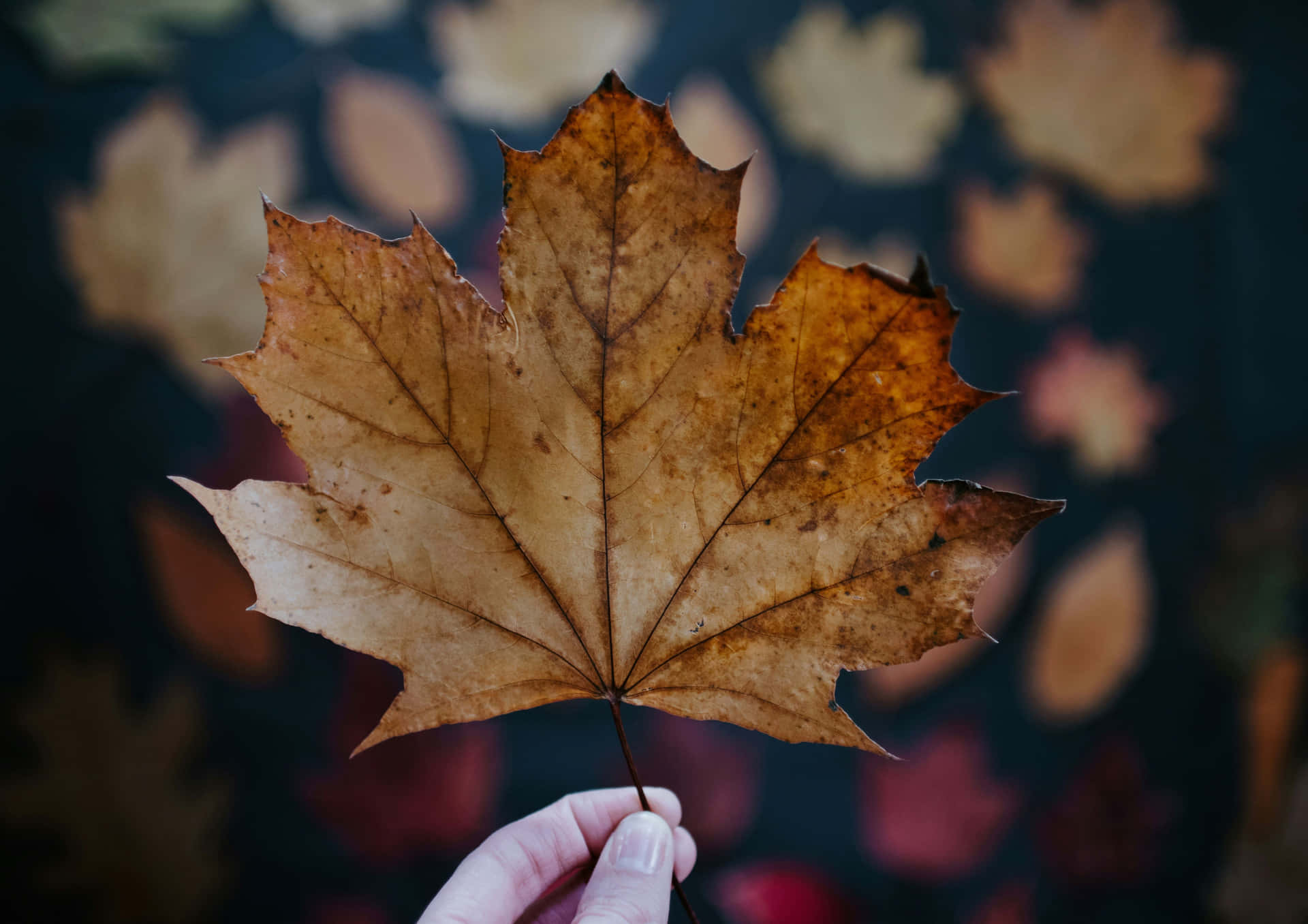 Autumn Leafin Hand Wallpaper