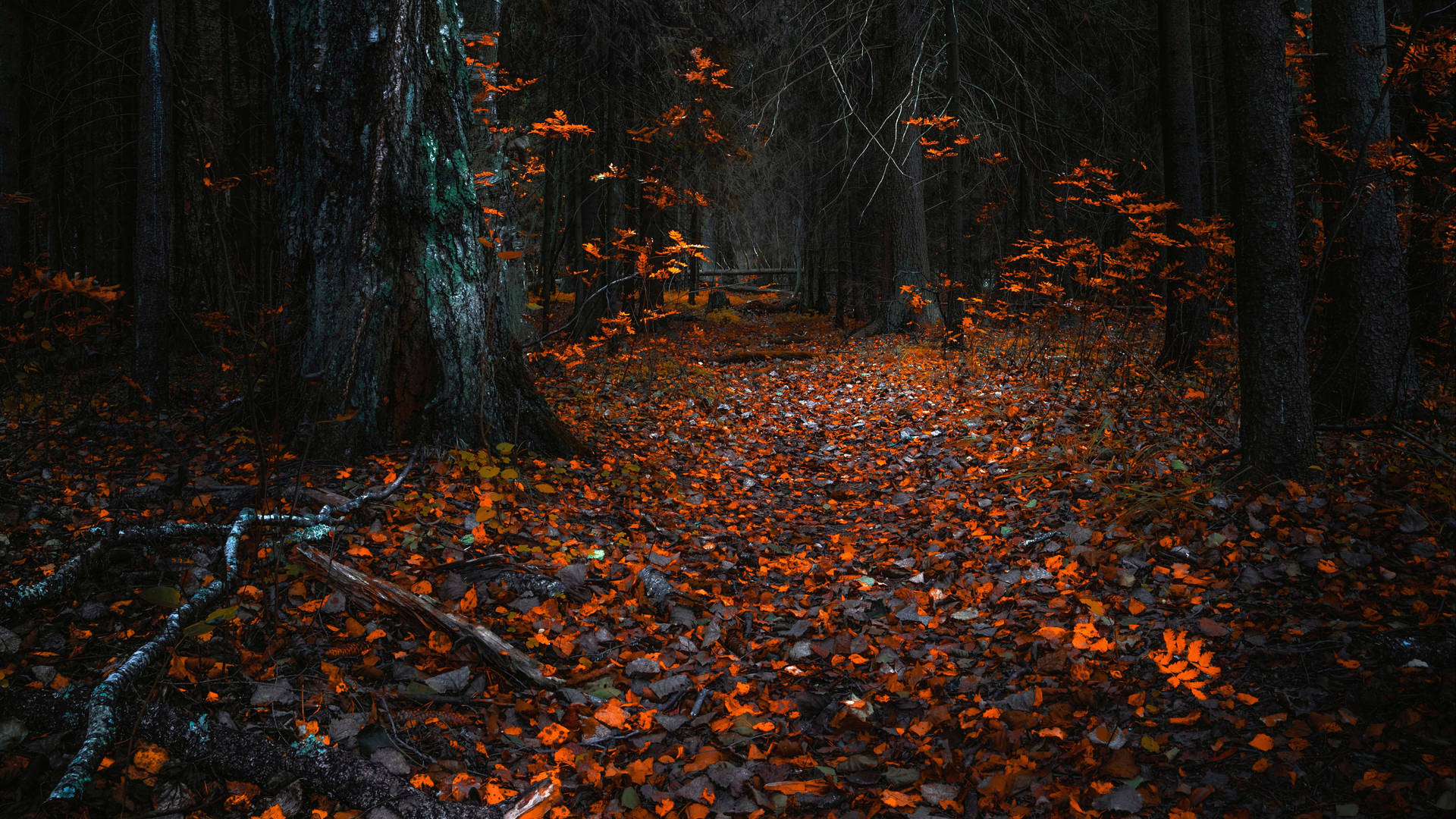 Thick trees with fallen orange leaves on the ground in autumn wallpaper.