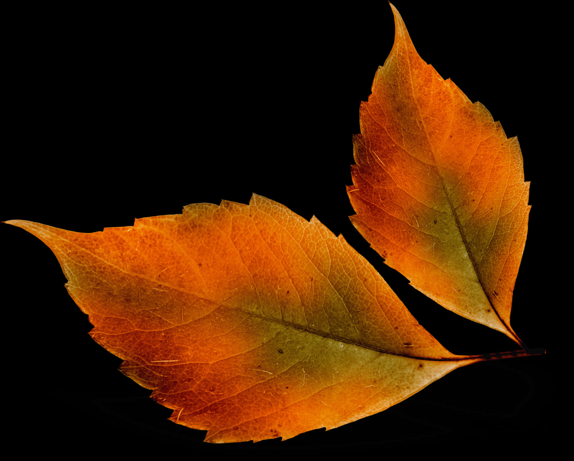 Autumn_ Leaves_ Against_ Black_ Background PNG