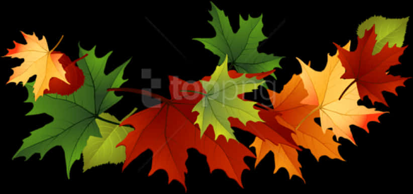 Autumn_ Leaves_ Against_ Black_ Background PNG