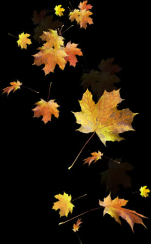 Autumn_ Leaves_ Against_ Black_ Background.jpg PNG